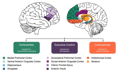 brain development in children aged