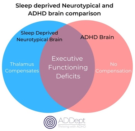 Sleep Deprived and ADHD brain comparison